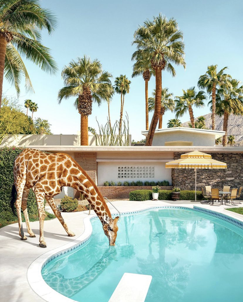 Image of giraffes and umbrella poolside