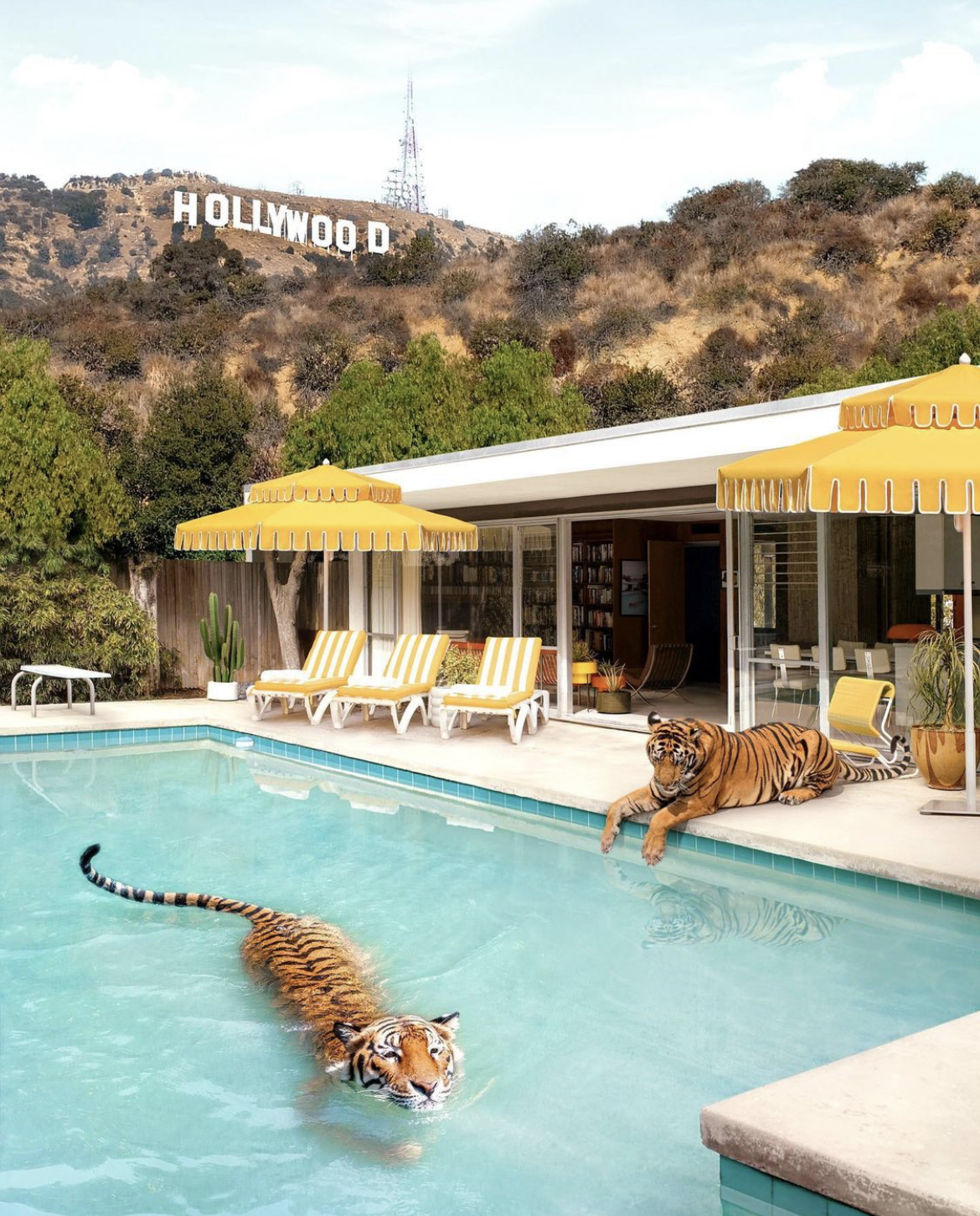 Image of tigers and umbrellas at the pool