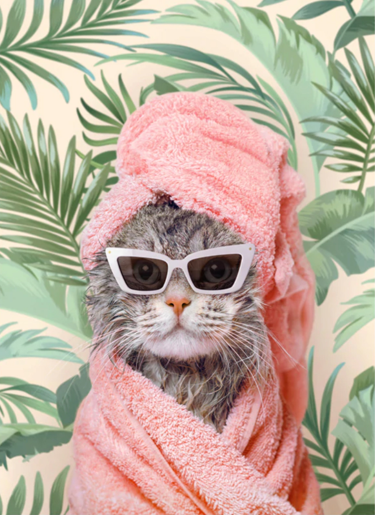 Image of cat in sunglasses