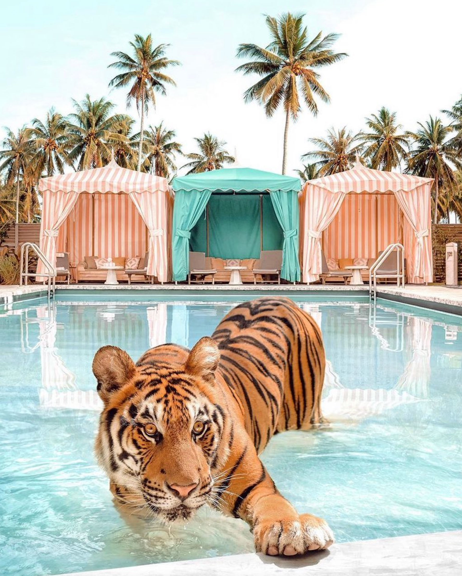Image of tiger in swimming pool