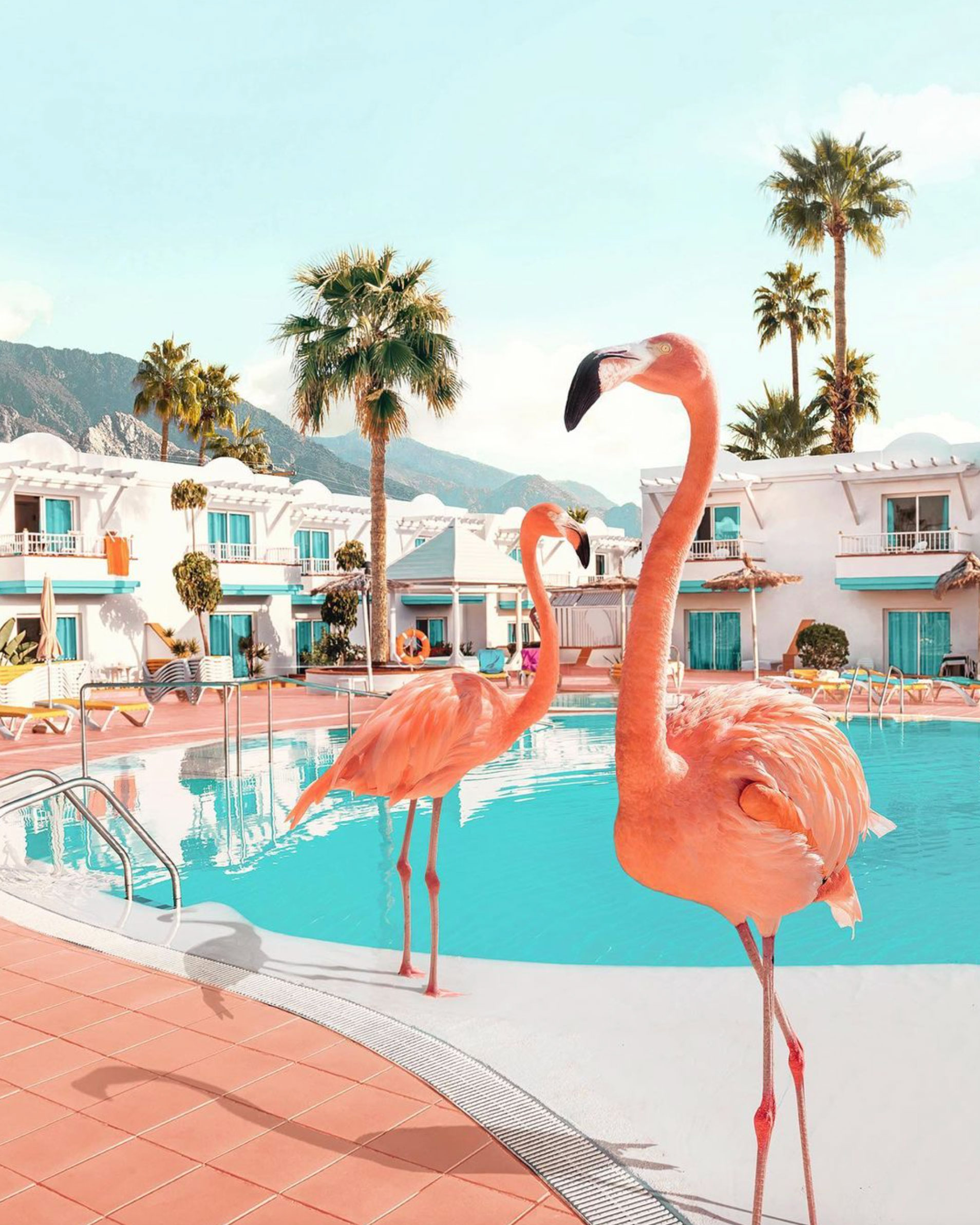 Image of flamingos poolside