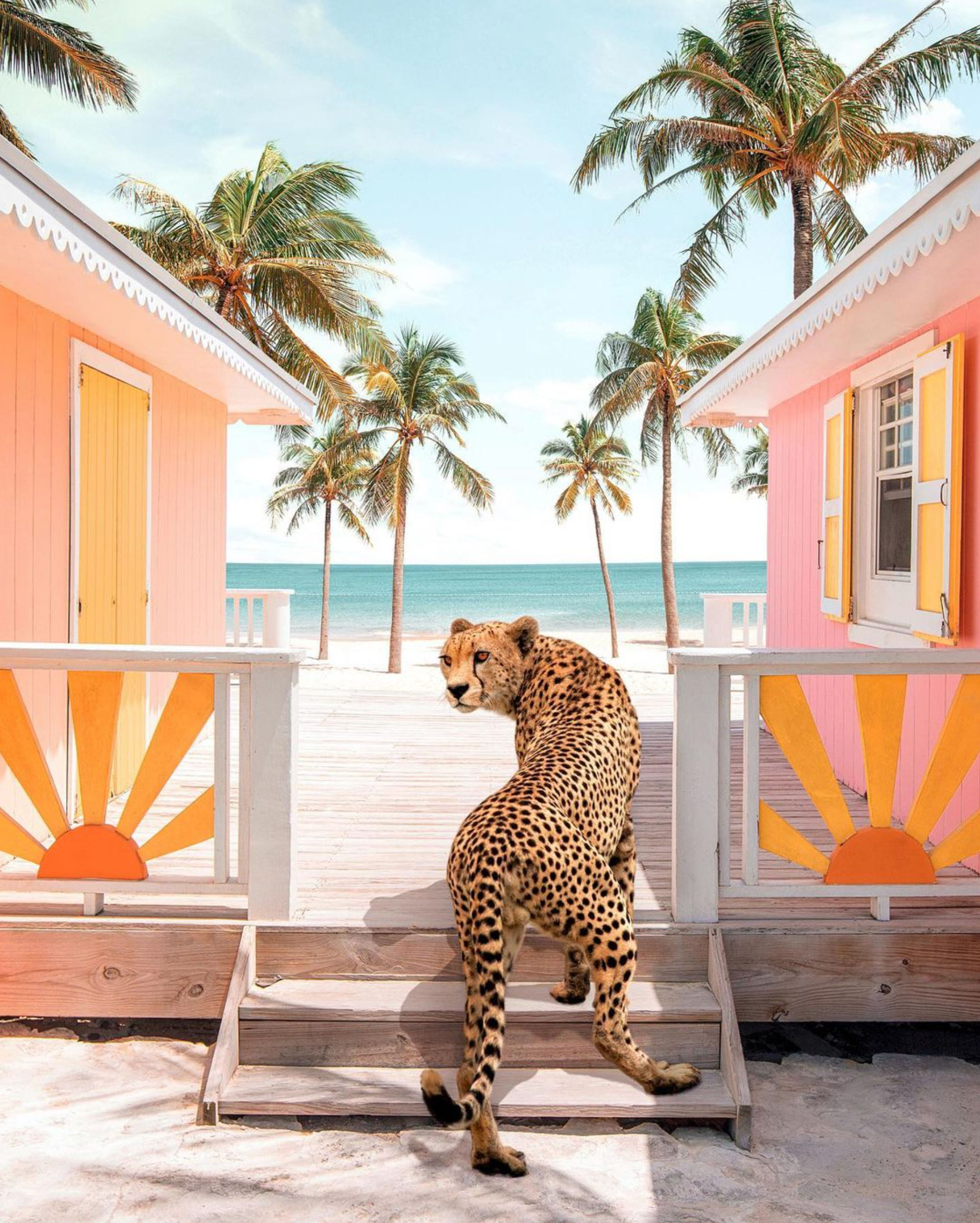 Image of cheetah at the beach