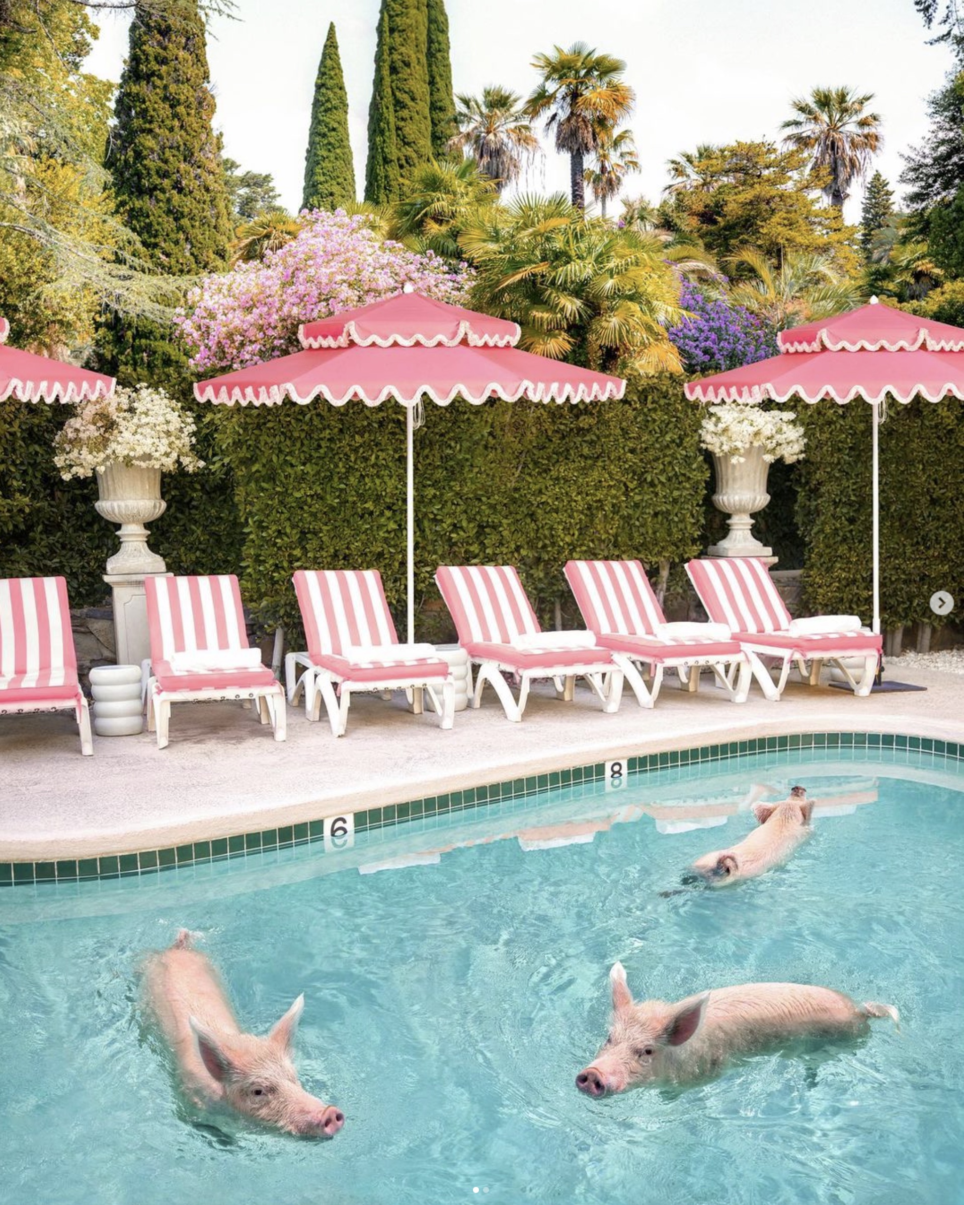 Image of Double Decker umbrellas with pigs